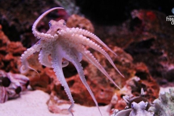 Kraken сайт kraken torion