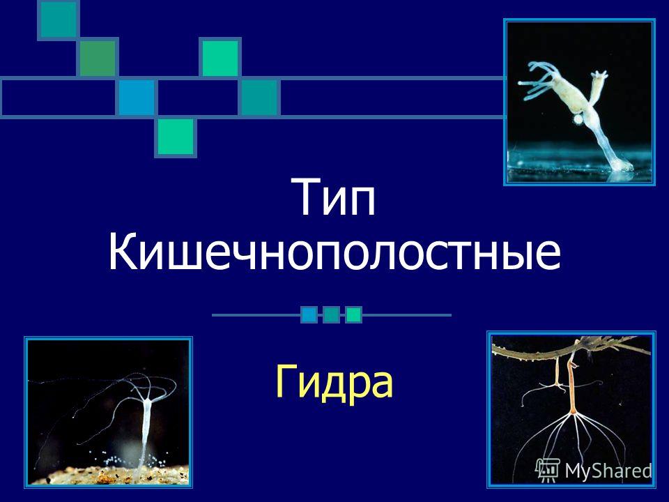 Кракен даркнет только через